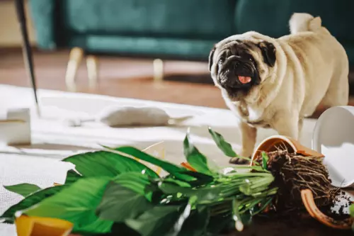 Hund har vält blomkruka